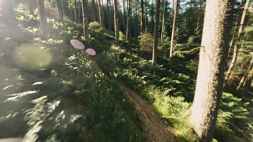 A narrow trail winds through a sunlit forest