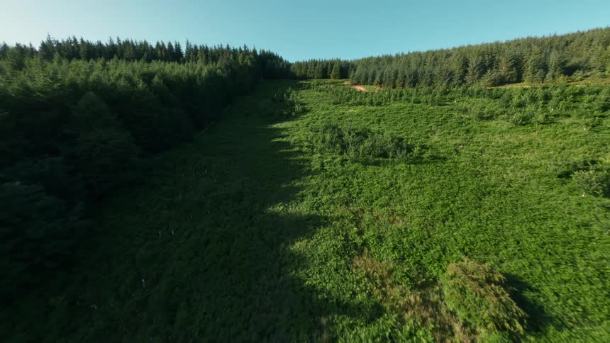 Hill covered with green vegetation surrounded by forests