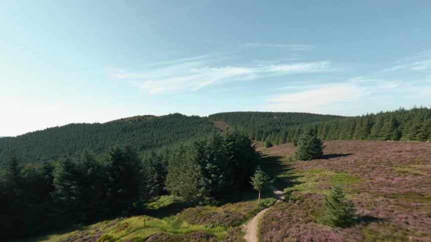 A forest area filled with trees at midday
