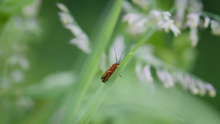 Insect crawling on a blade of grass