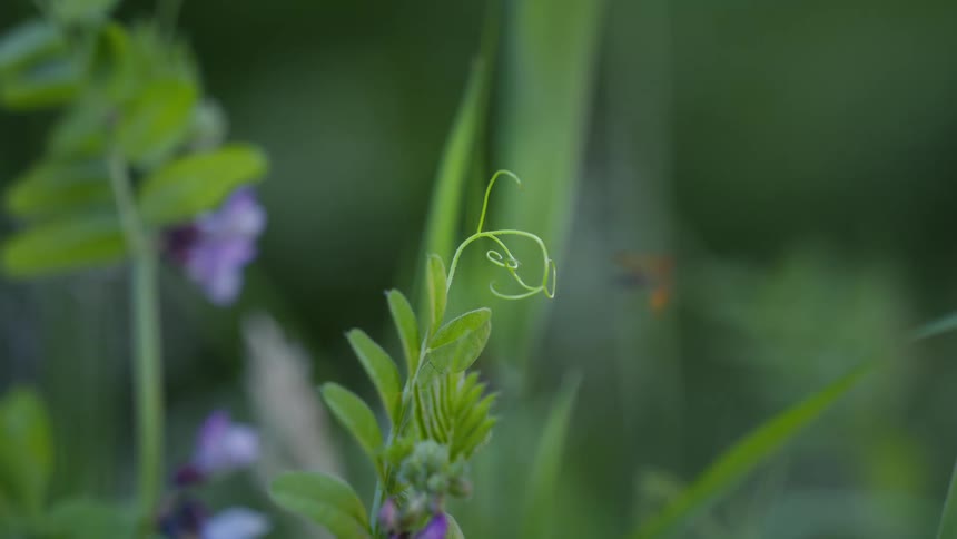 Orange insect flying on the tip of a leaf among green plants and purple flowers
