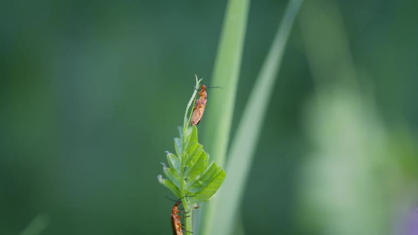 A red beetle stands at the tip of a plant with another beetle climbing up