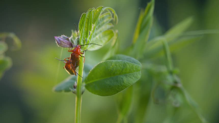 Two red soldier beetles mating on a plant stem in a lush green and blurry background