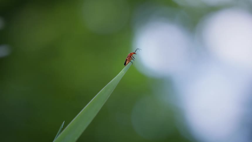 Small red insect taking off from the tip of a leaf