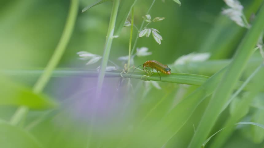 A red beetle walks on a green blade of grass