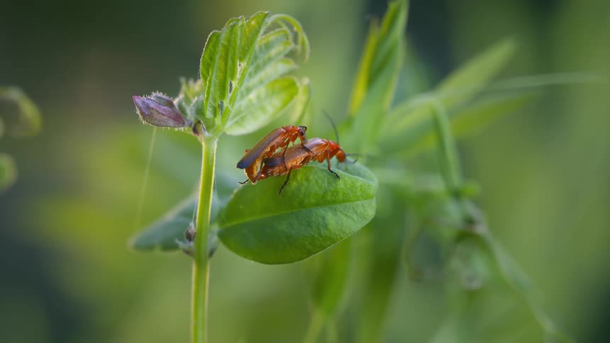 Two red beetles mate on a green leaf while walking around against a blurred natural background