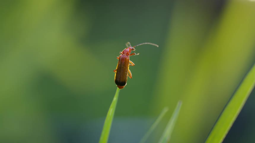 A red soldier beetle with long antennae perches on the tip of a green blade of grass and then flies off