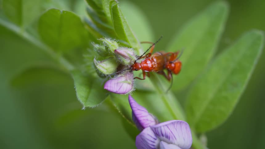 Beetles mating whilst crawling over a flowering plant during the daytime