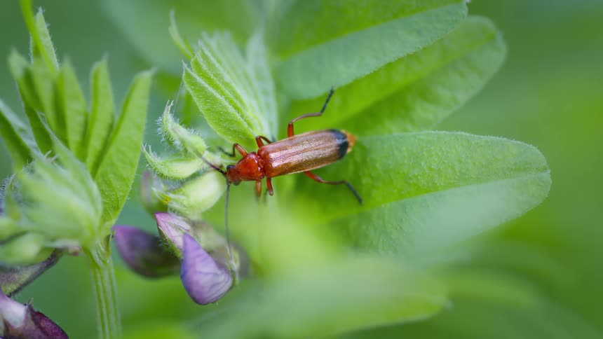 Common red soldier beetle on green leaves and purple flower buds