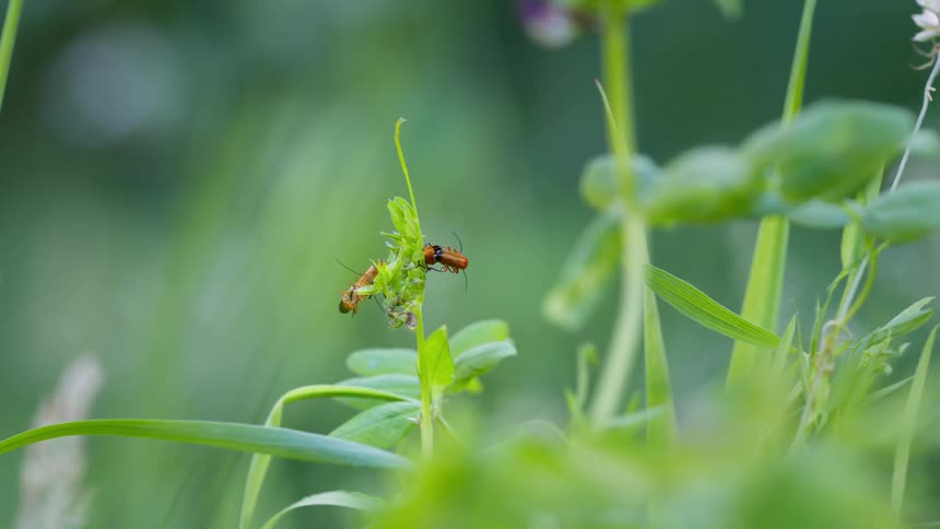 Two soldier beetles insects mating on a plant stem in a lush green and blurry background