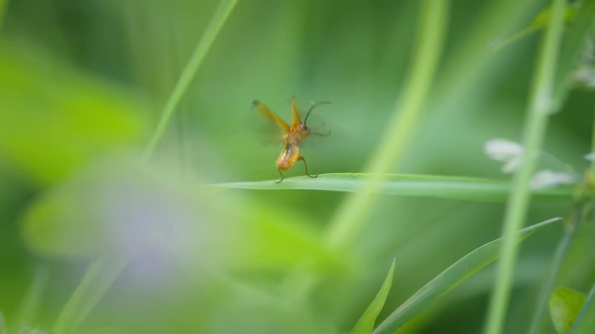 A red soldier beetle with wings spread takes flight from a green blade of grass