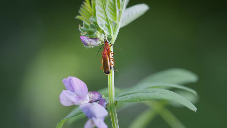 Two insects on a plant in the woods at midday, red soldier beetles mating