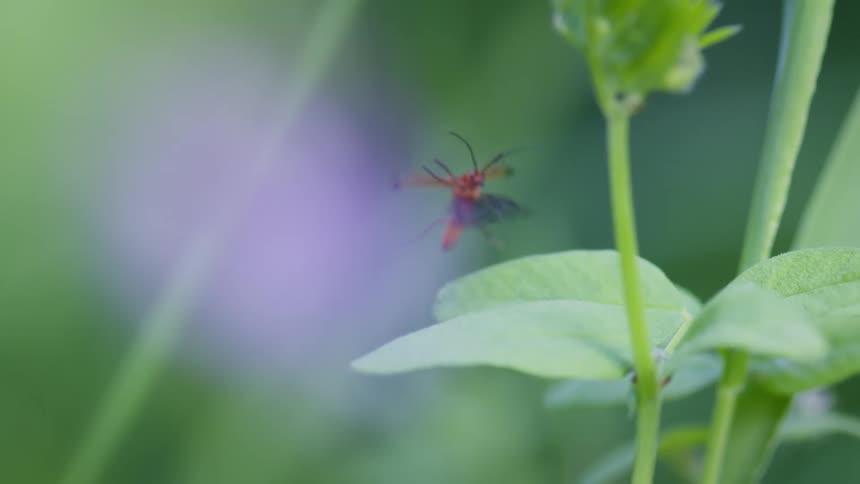 An insect flies onto a plant leaf in the woods at midday