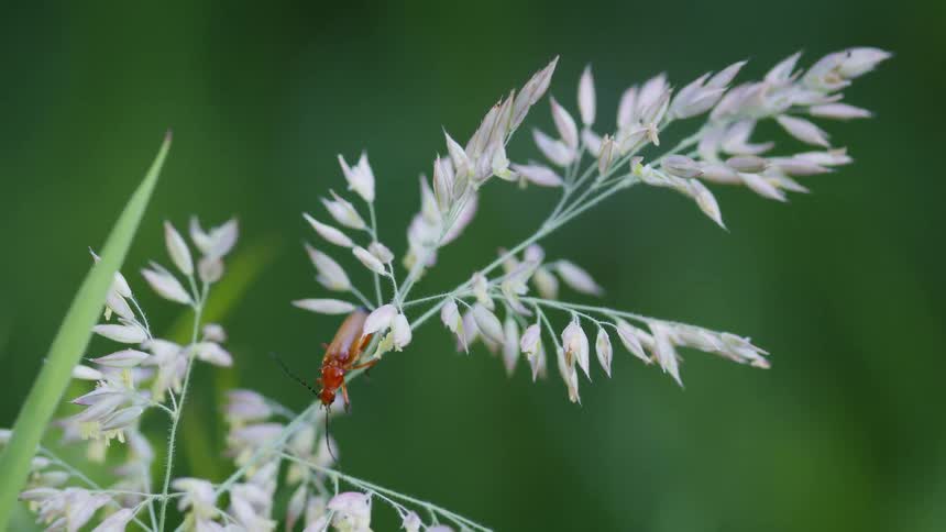 A soldier beetle likely rhagonycha fulva roams on a type of grass possibly reed canary grass in the woods at midday