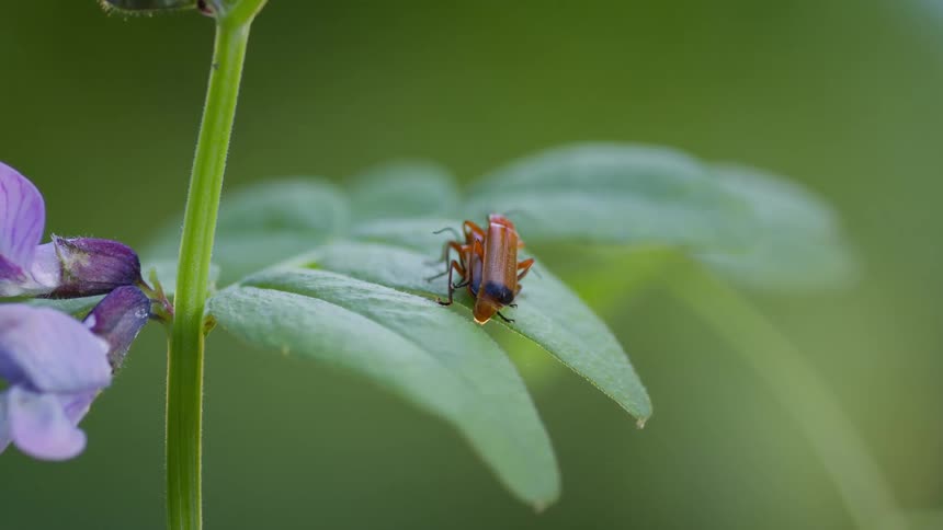 A pair of red soldier beetles are perched on a green leaf and mating