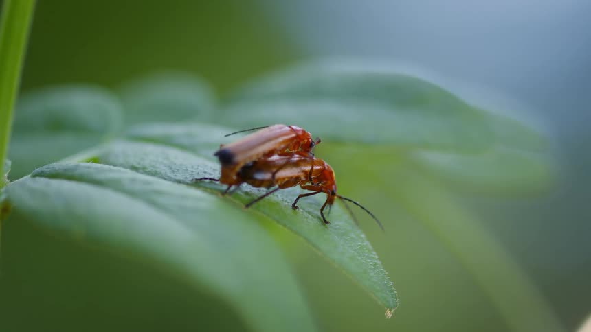 Two insects mating on a green leaf