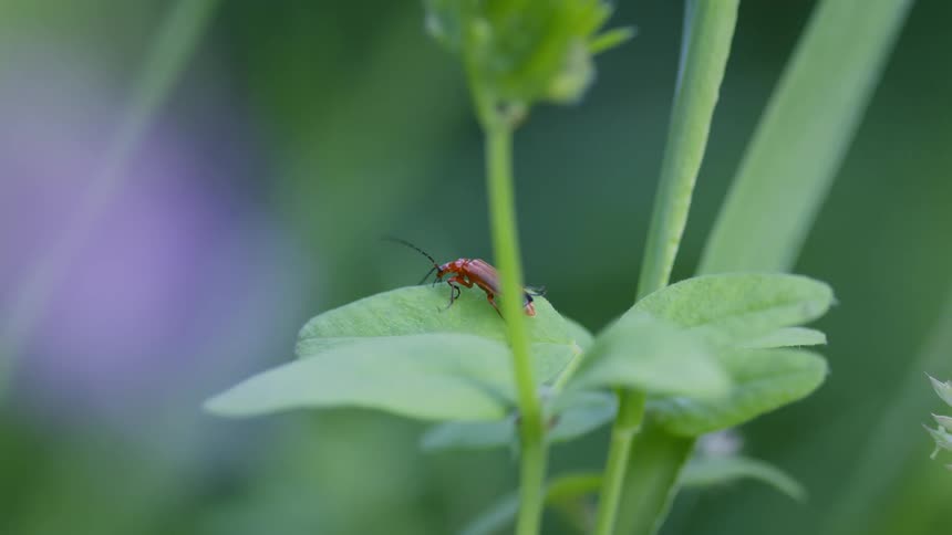 Red soldier beetle with dark wing tips on a green leaf