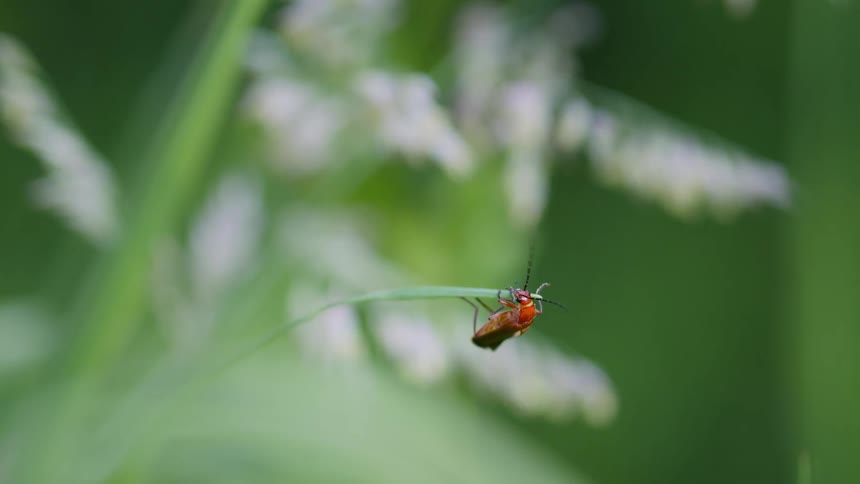 A small insect climbing up a blade of grass in a lush green and blurry natural setting