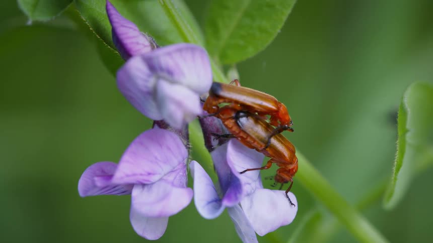 Two red beetles are mating on a purple flower