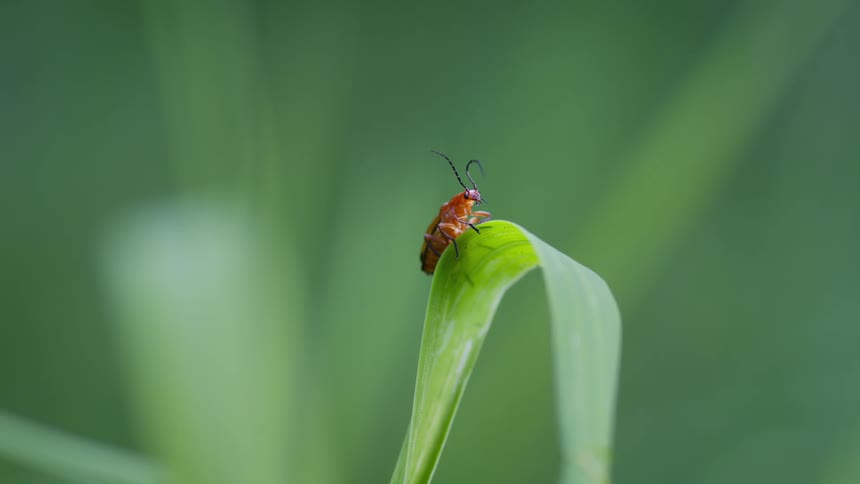 Small orange insect cleans its antenna while perched on a long leaf on a summer day