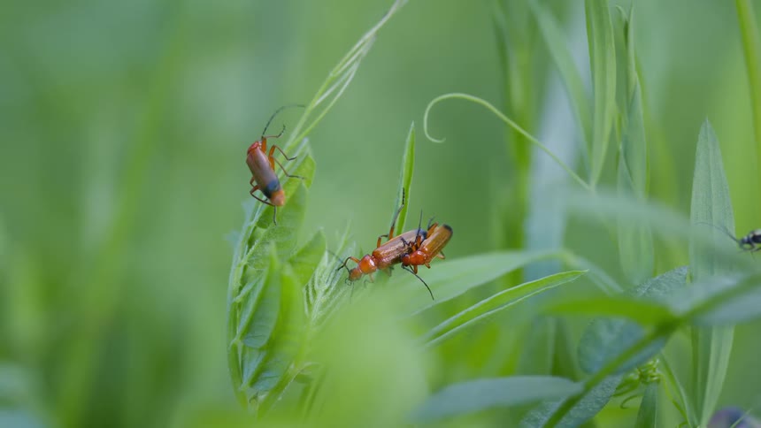 Two red soldier beetles mating on a leaf while two other insects are nearby