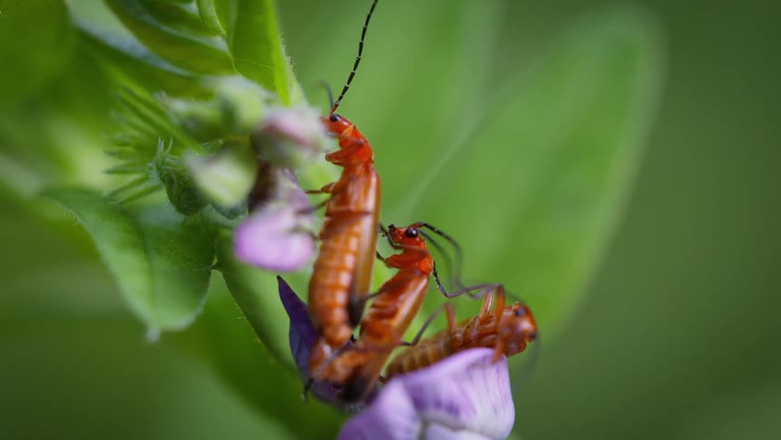Three red soldier beetles on a plant with one climbing over the other two who are mating on the leaves and purple buds