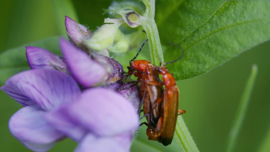 Two red soldier beetles, Rhagonycha fulva, mating and eating on purple petals and green leaves