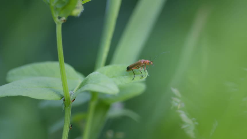 A bug stands on a plant leaf then spreads its wings and flies to a higher spot on the plants stem