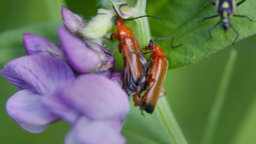 Hogweed bonking beetles on a flowering plant in the woods at midday