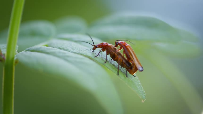 Two red beetles are mating on a green leaf