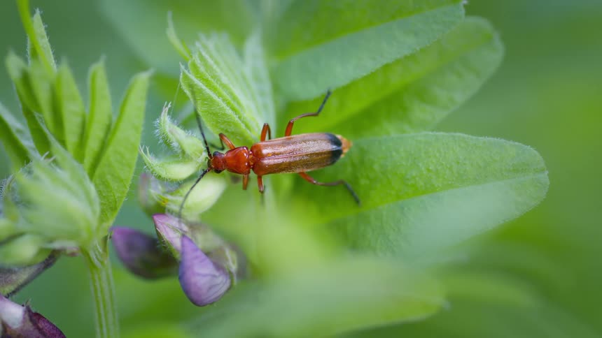 Soldier beetle, rhagonycha fulva, on green leaves and purple flower buds