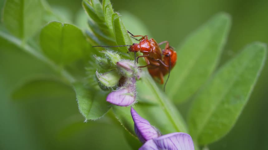 Two red beetles cling together on a green plant stem beside a small purple flower
