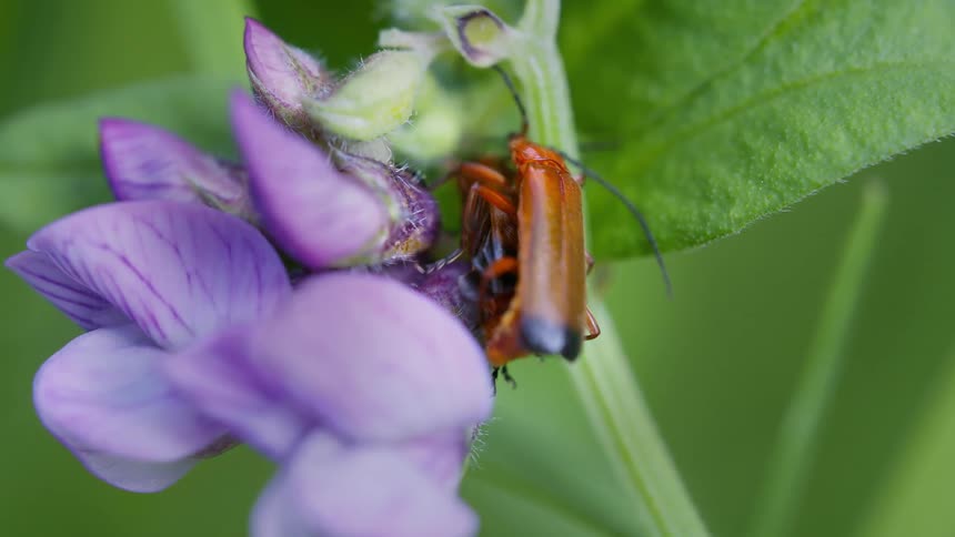 Two insects mating on a purple flower