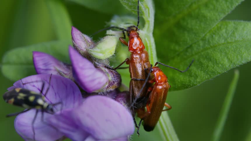 Two red soldier beetles mate on a flowering plant in the woods while another bug walks nearby