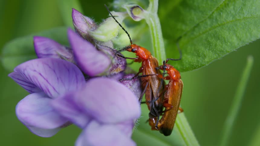 Two red soldier beetles on purple petals and green leaves