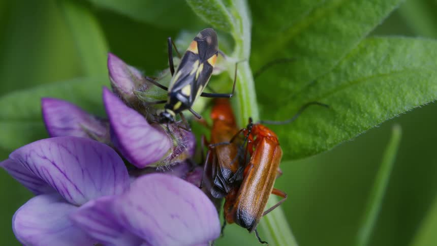 Two hogweed bonking beetles mating on purple petals while another insect approaches