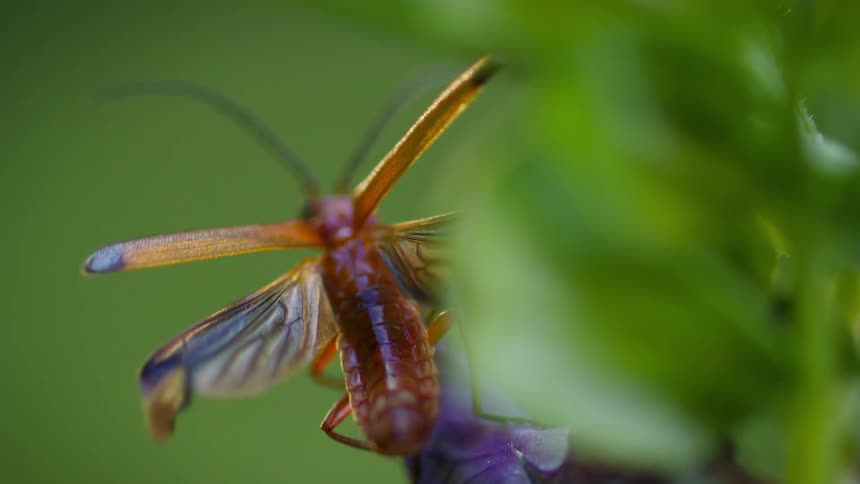 A soldier beetle with an antenna unfurling its transparent wings on a plant before flying offscreen