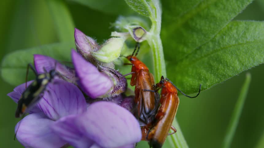 Two orange beetles mating on purple petals with another insect nearby