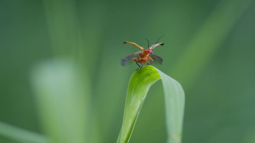 A small orange beetle stands on blade of grass and spreads its wings and flies away
