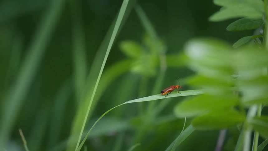 Red soldier beetle walking on a narrow leaf amid vegetation