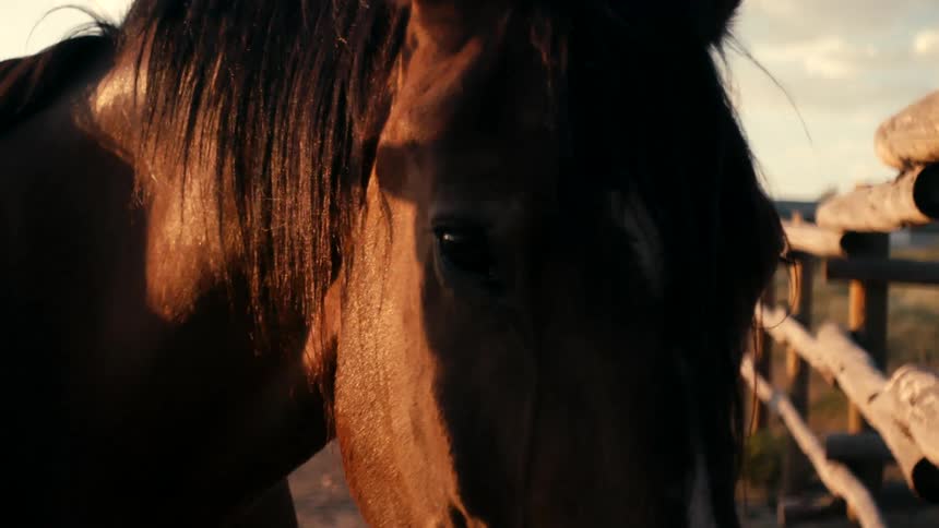 A brown colt stands near a fence inside a ranch at midday