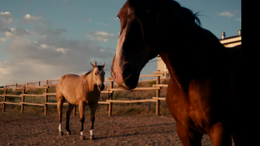 Two horses stand in a sunlit paddock enclosed by wooden fencing with one in the foreground and another facing it in the background