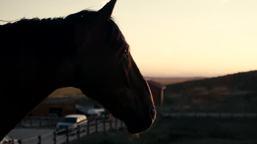 Silhouette of a horse in a countryside field at sunset