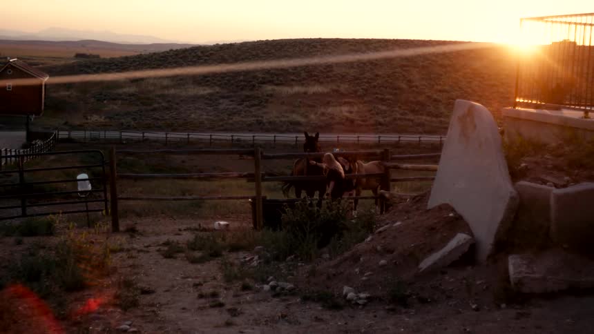Horses in a farm corral at sunset