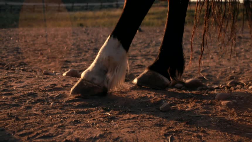 Horse hooves standing on the dirt ground at sunset