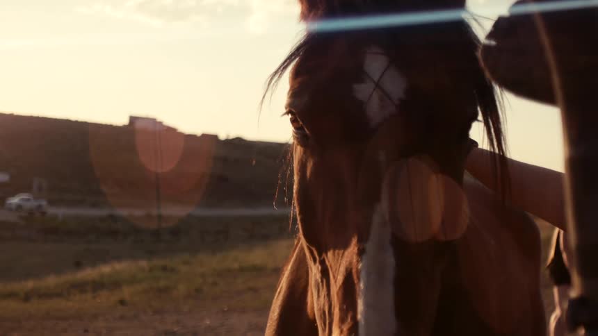 Person strokes a horse while a truck drives past on a highway in the distance