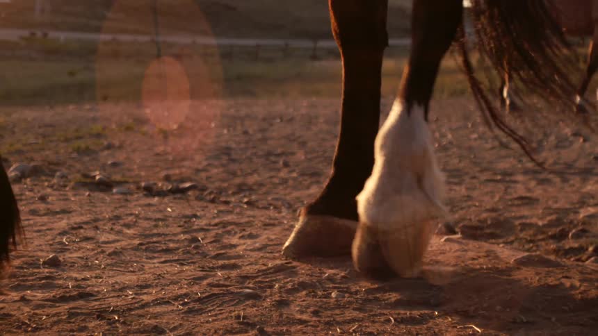 Horse legs on dirt ground at sunset