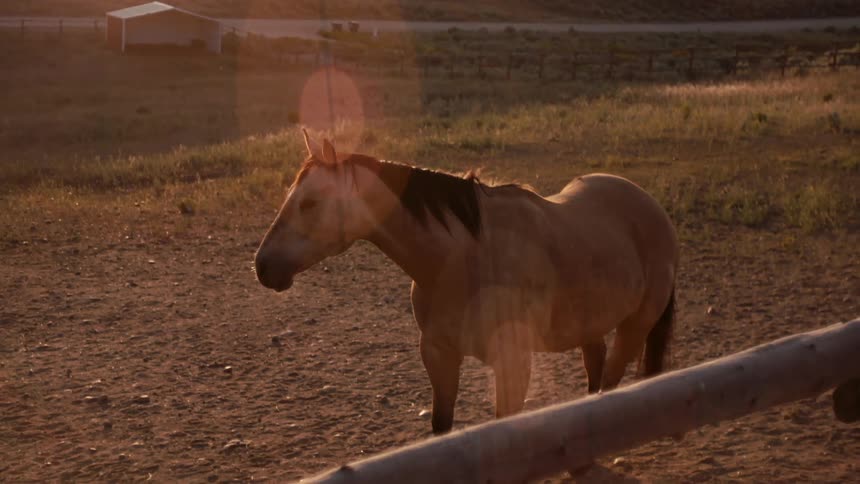 A horse stands in a sunlit field at dusk