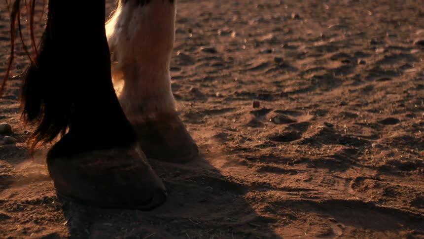 A horse drags its hoof a short distance against the dirtcovered ground