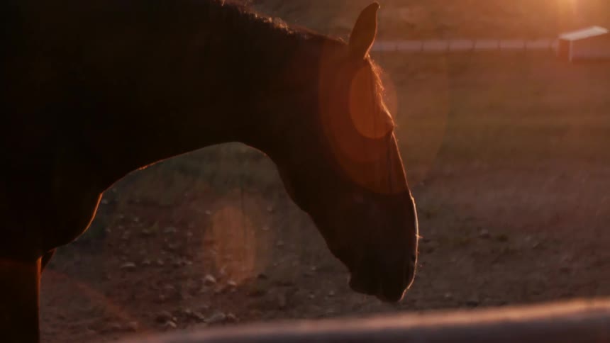 A horse stands in warm golden sunlight as a person gently places a hand on its back